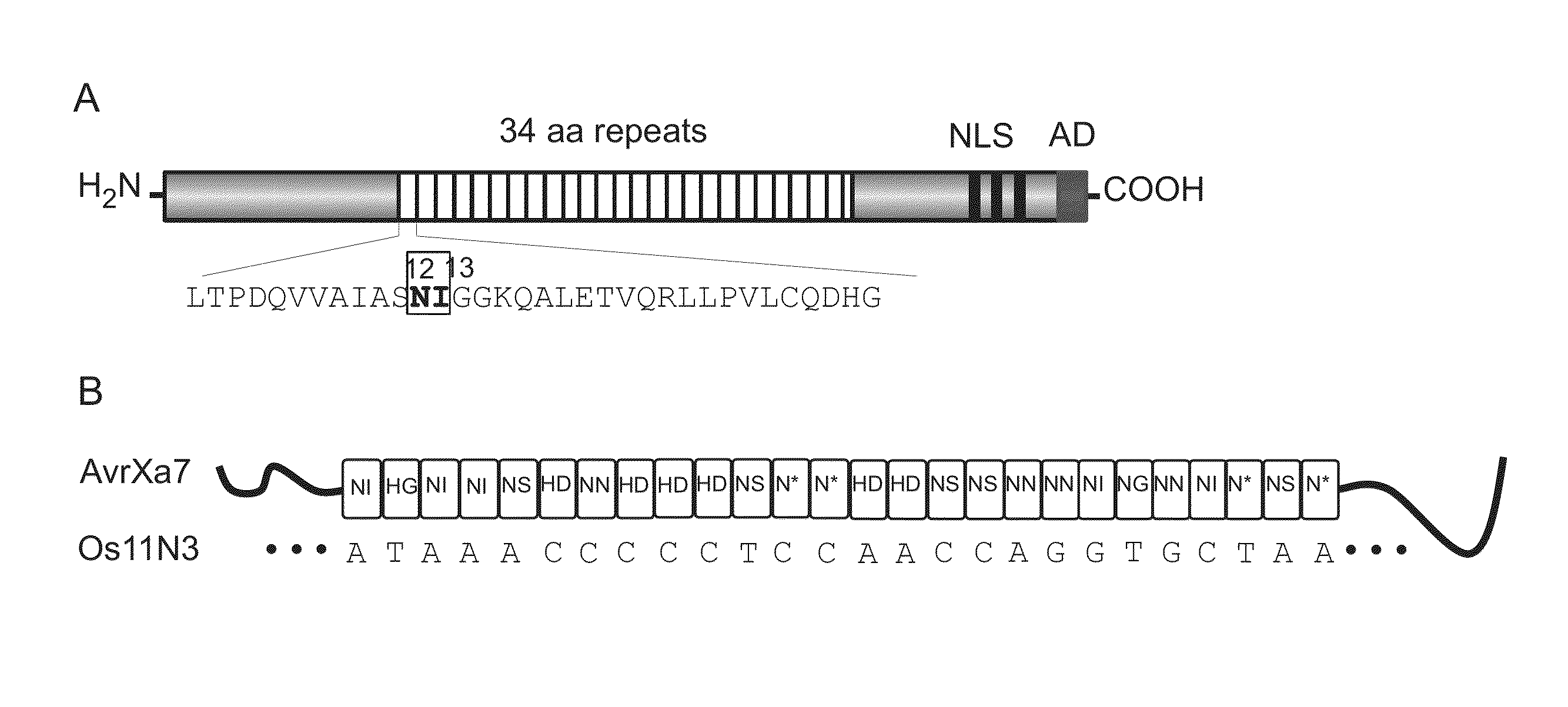 Nuclease activity of tal effector and foki fusion protein