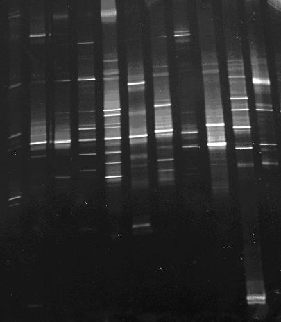 Intelligent electrophoresis temperature control tank and time temperature-gel gradient electrophoresis system