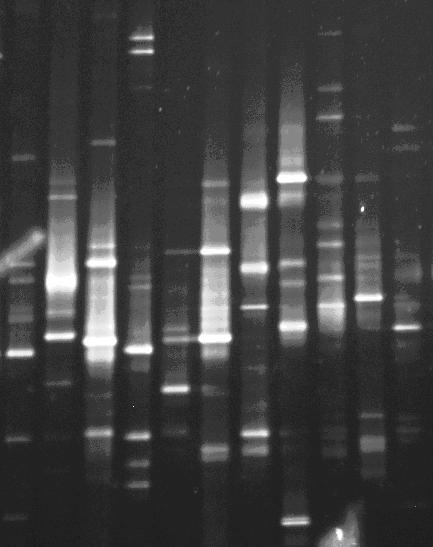 Intelligent electrophoresis temperature control tank and time temperature-gel gradient electrophoresis system