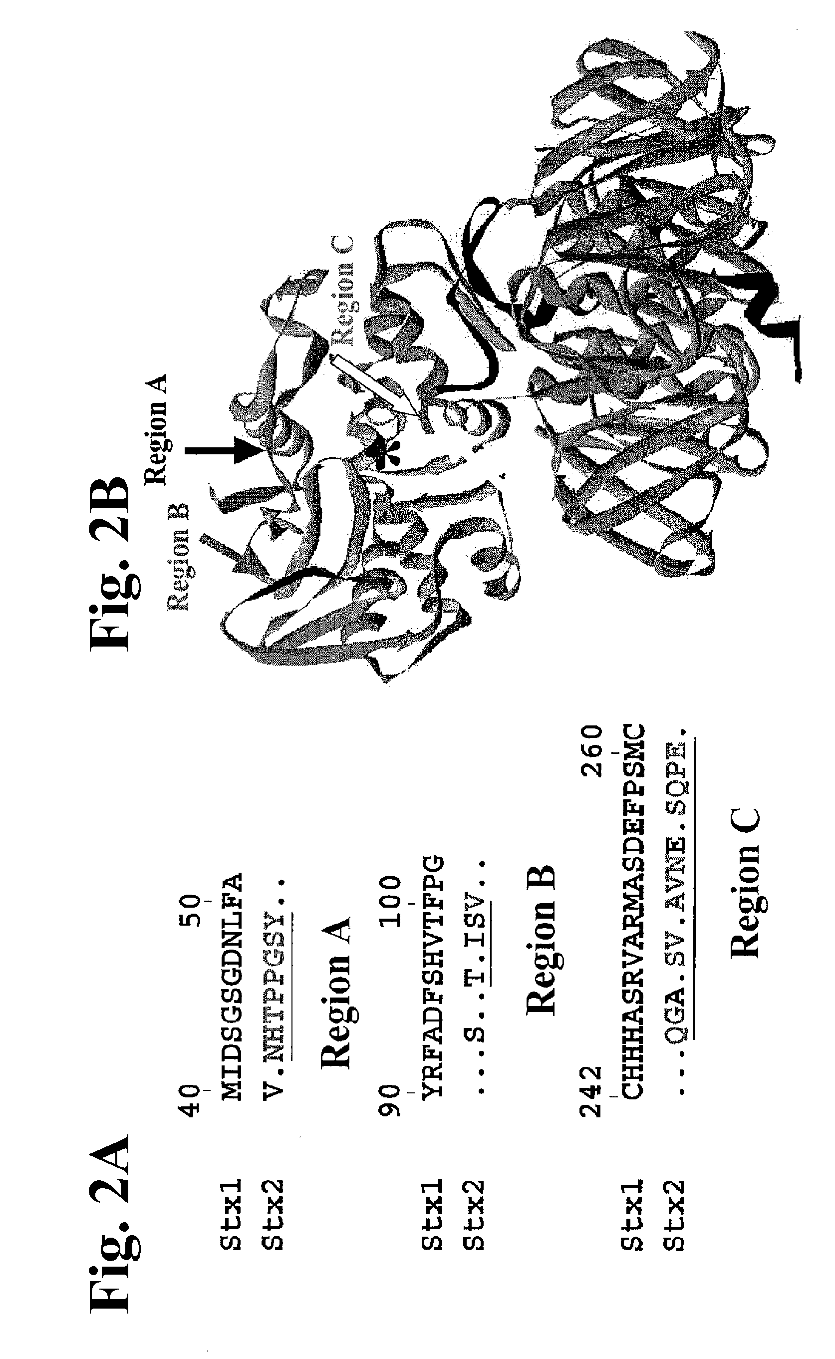 Methods and compositions based on shiga toxin type 2 protein