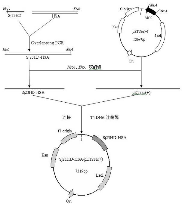 Schistosoma japonicum 23kDa membrane protein big hydrophilic peptide segment fusion protein and application thereof in schistosome infection immune diagnosis