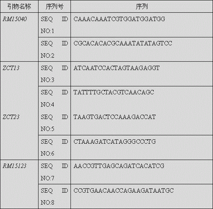 Identification method and special primers for major cold tolerance genes in rice