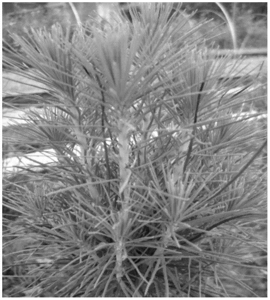 Method for Seedling Cultivation of Pine Masson Tissue Cultured Seedlings by Cutting Short Branches and Short Spikes