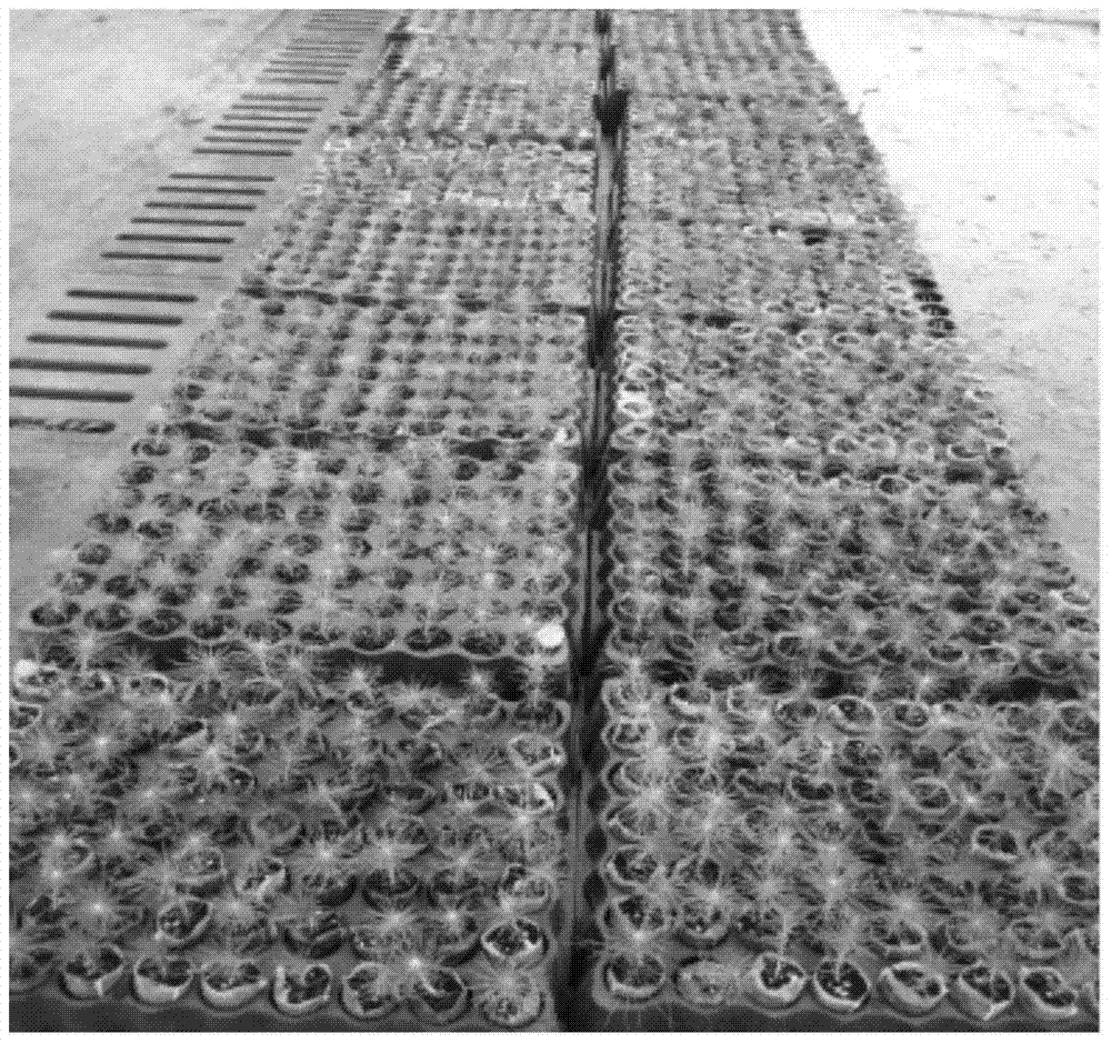 Method for Seedling Cultivation of Pine Masson Tissue Cultured Seedlings by Cutting Short Branches and Short Spikes