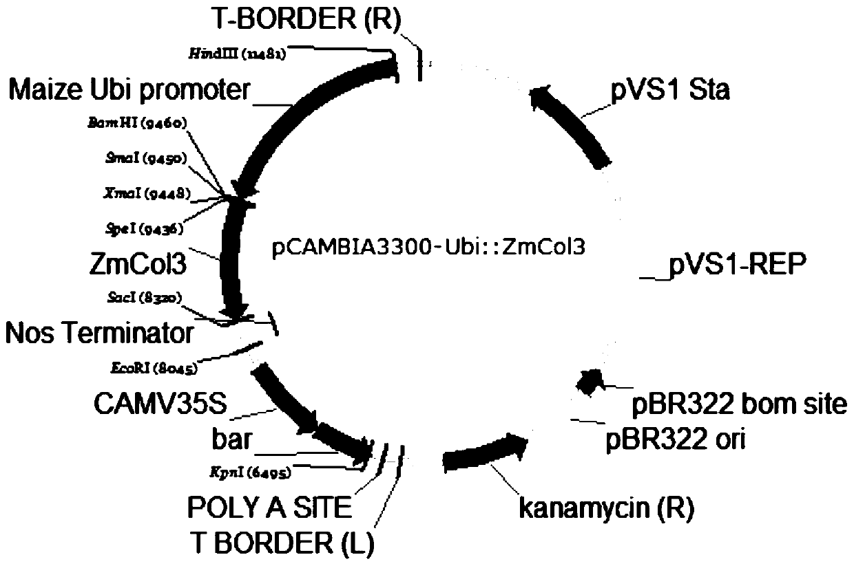 A kind of transcription factor zmcol3 containing cct domain and its coding gene, vector, host bacteria and application