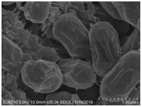 A kind of bacillus amyloliquefaciens and application thereof for preventing and treating strawberry wilt