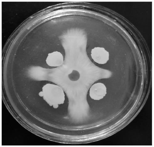 A kind of bacillus amyloliquefaciens and application thereof for preventing and treating strawberry wilt