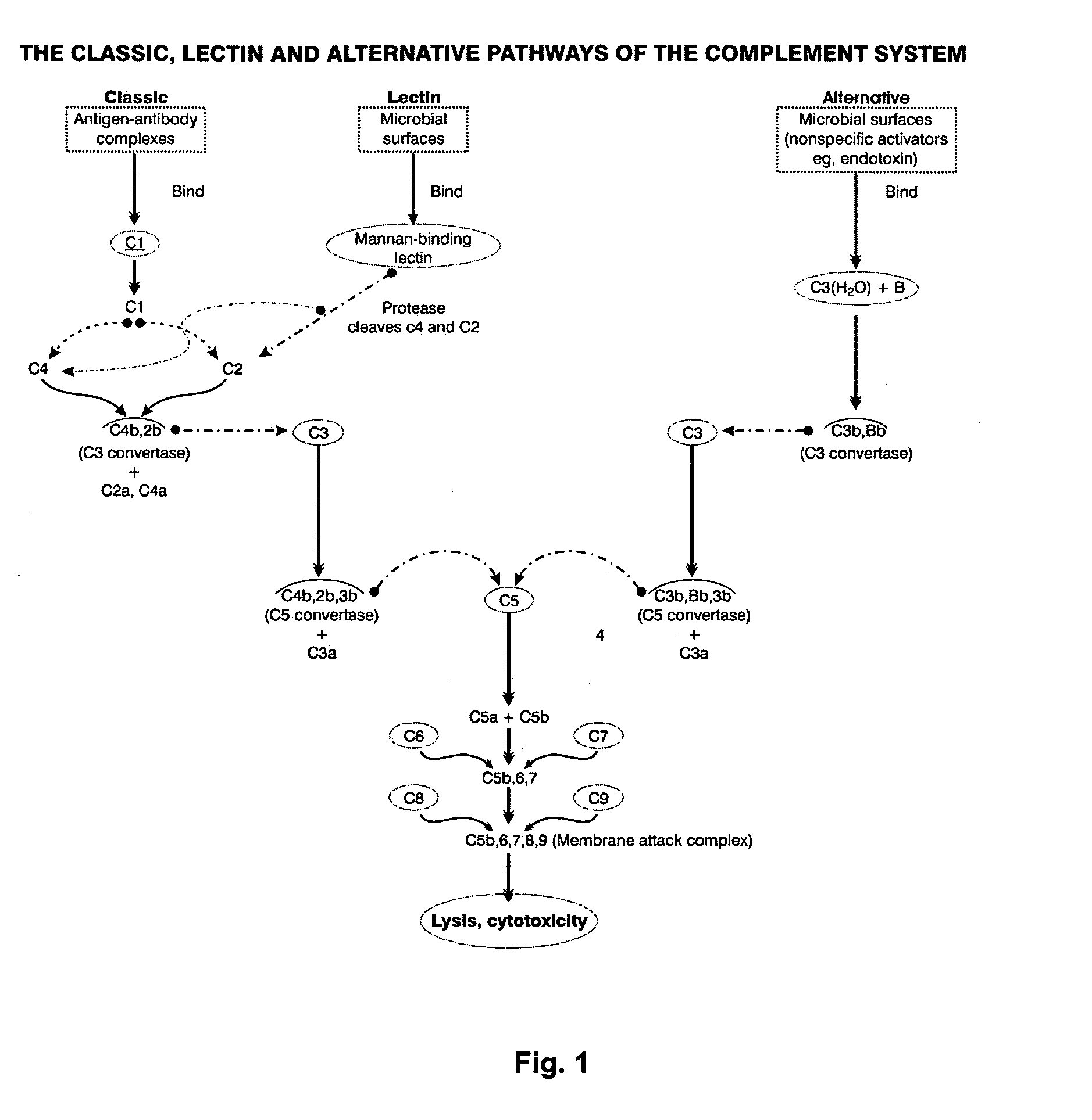 Immunogenic composition and method of developing a vaccine based on cyclophilin a binding site