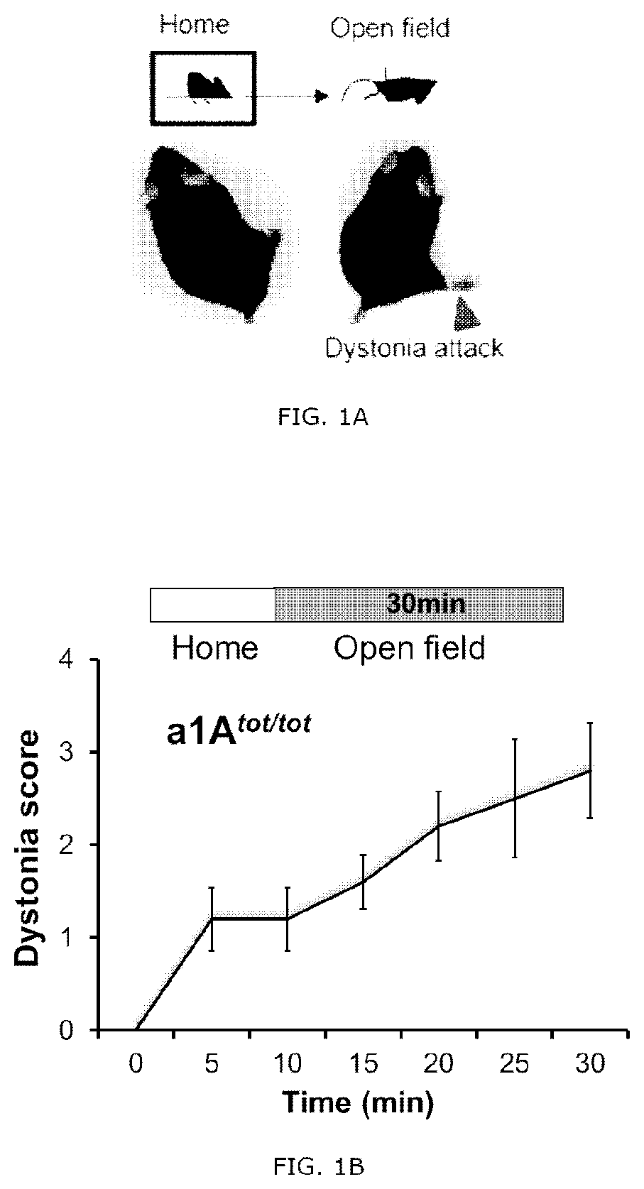 Novel method of treating dystonia