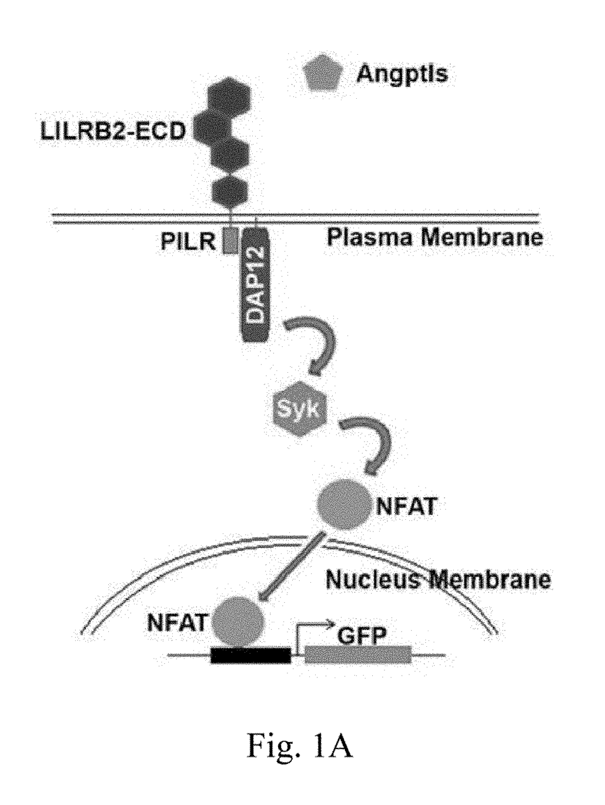 Lilrb2 and notch-mediated expansion of hematopoietic precursor cells