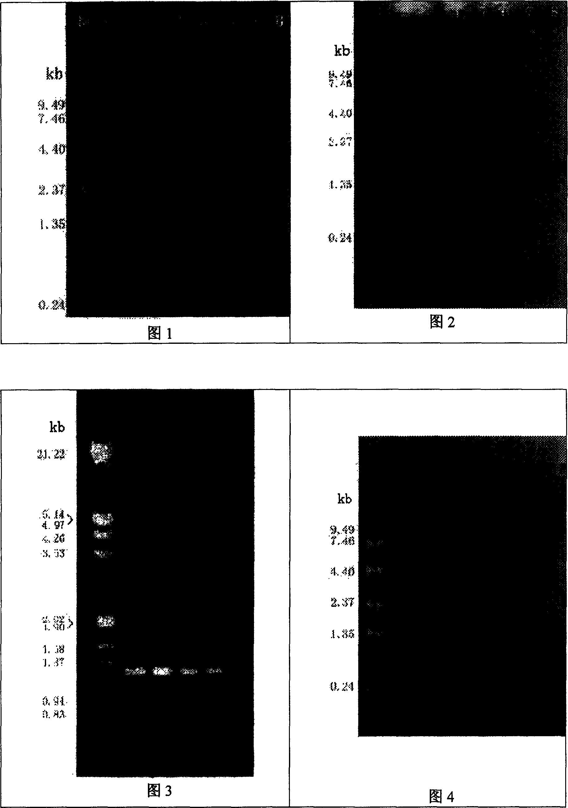 Method of separating whole length, complete messenger RNA from total RNA