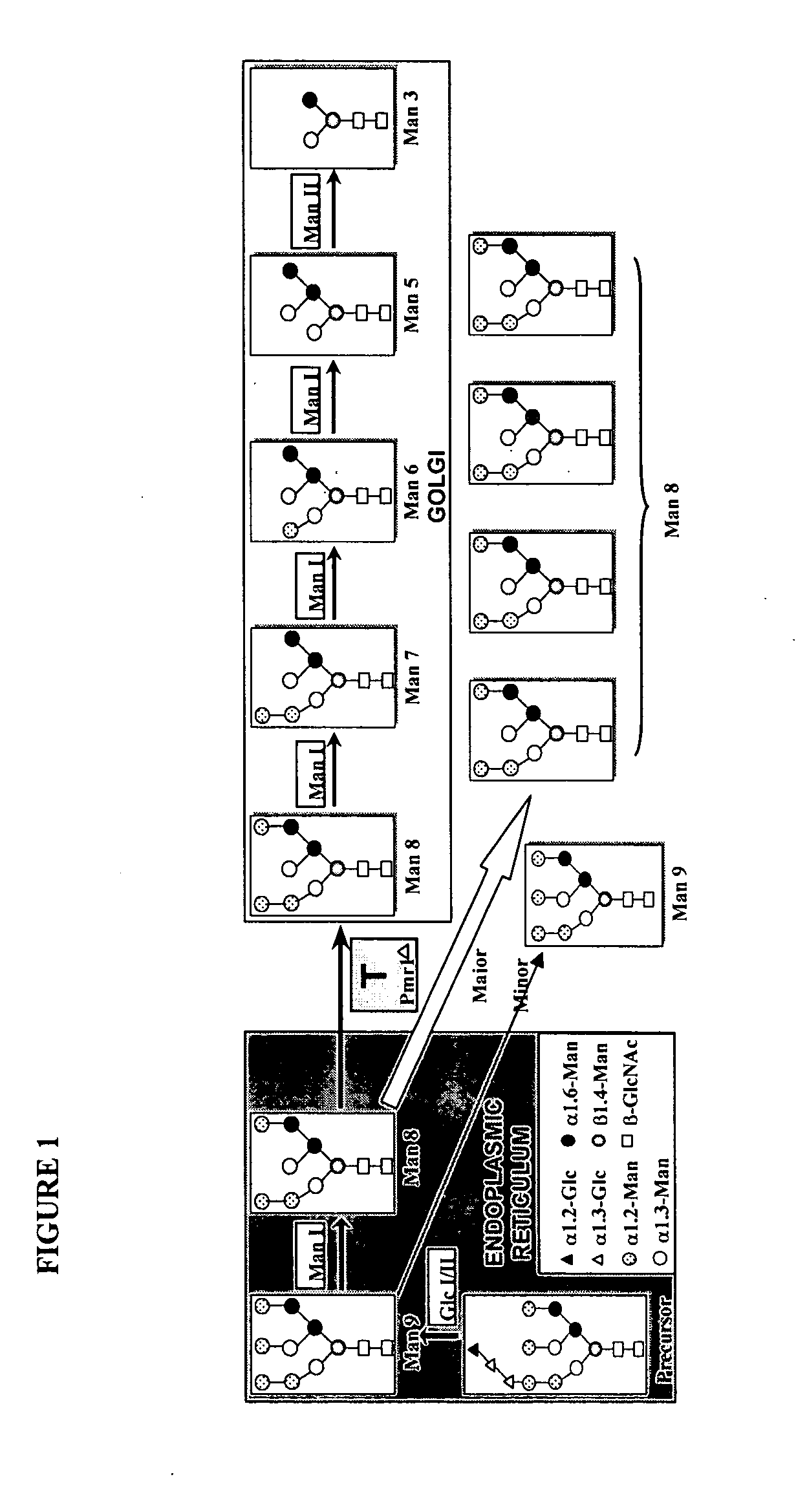 Glycosylated polypeptides produced in yeast mutants and methods of use thereof