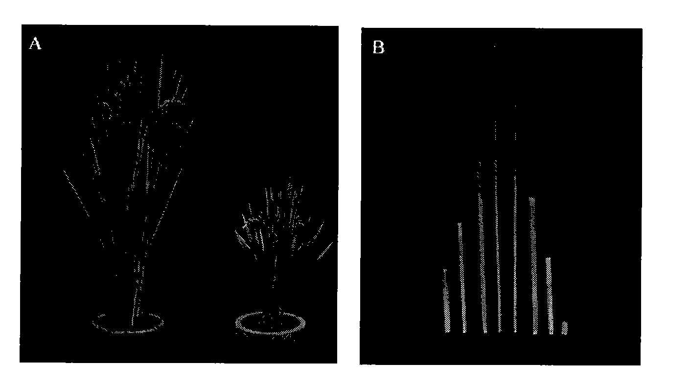 Rice dwarf-related protein and coding gene and application thereof