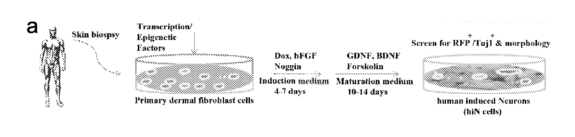 Direct reprogramming of human fibroblasts to functional neurons under defined conditions