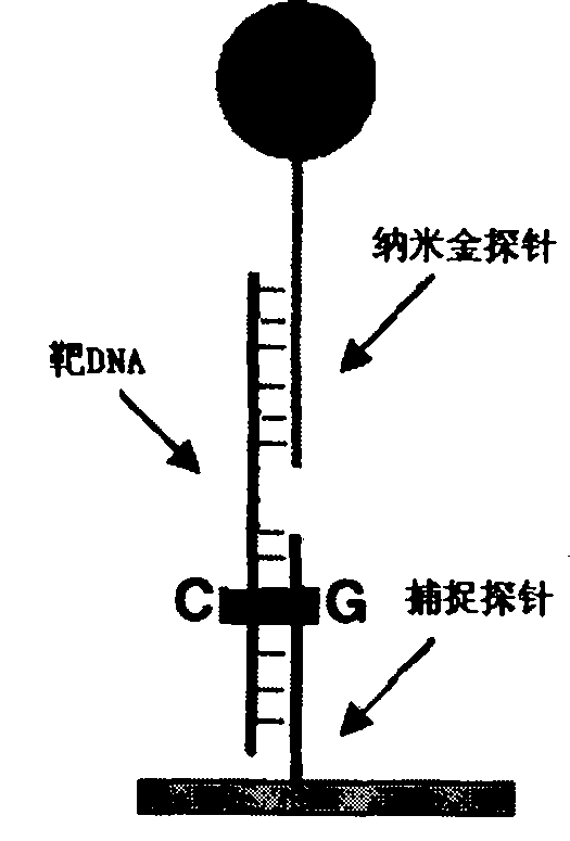 Nanometer detecting probe chip without amplifying genom DNA and detection method