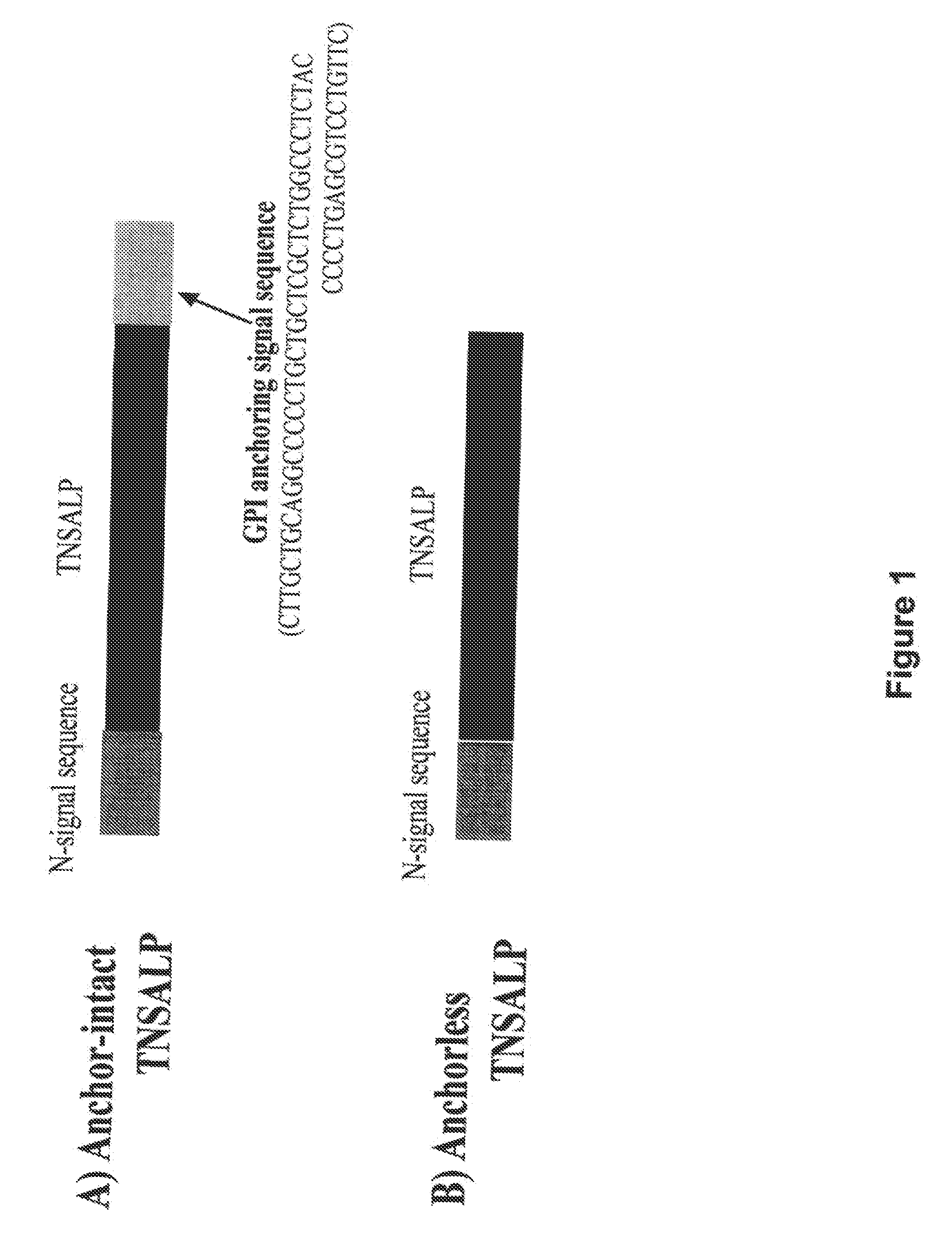 Compositions and methods for treating hypophosphatasia