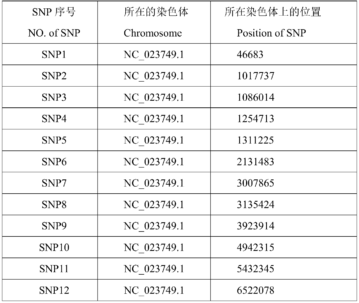 SNP marker for identifying germplasm resources of kidney beans and screening method thereof