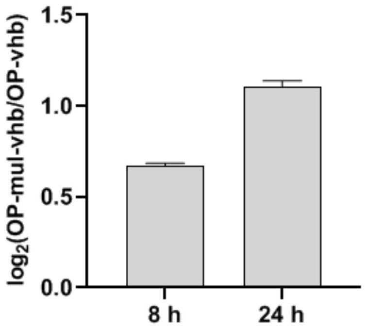 A method for expressing Vitiligo hyaline hemoglobin in Phaeodactylum tricornutum for autotrophic and syntrophic culture