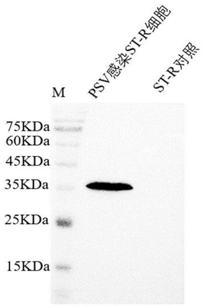 Anti-porcine sapelovirus VP1 protein hybridoma cell strain, monoclonal antibody and application thereof