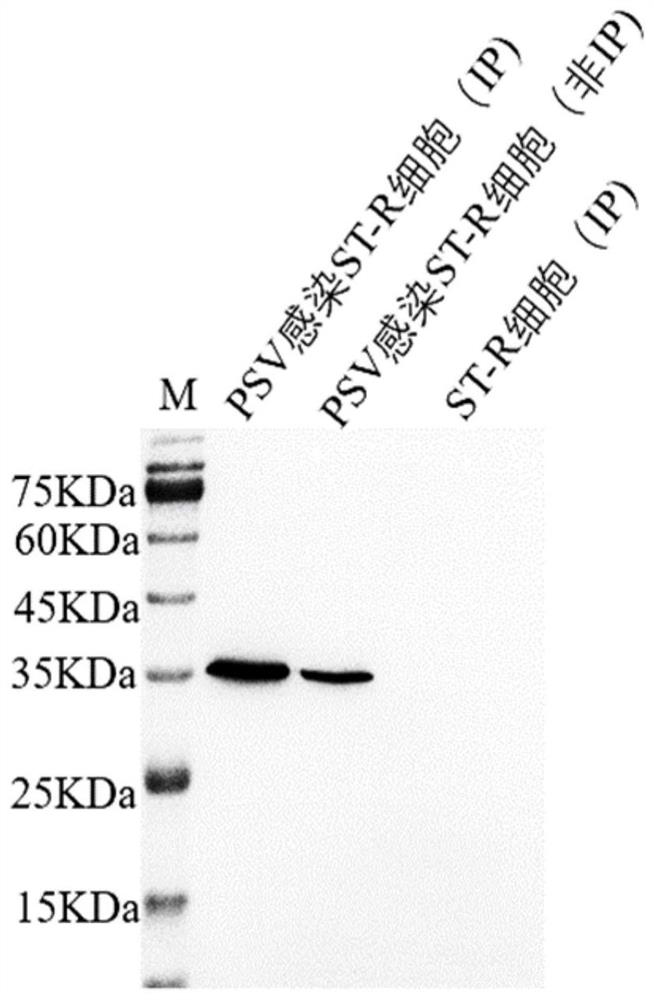Anti-porcine sapelovirus VP1 protein hybridoma cell strain, monoclonal antibody and application thereof