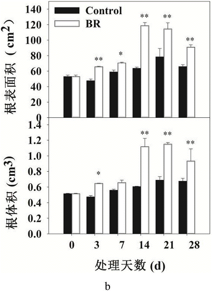Method of increasing growth of lateral roots of Malus hupehensis