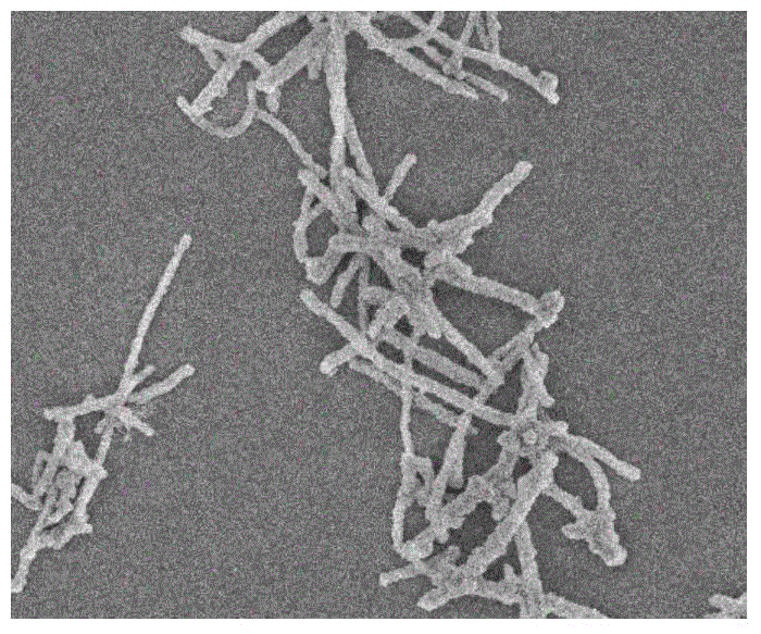 Preparation method of zinc phthalocyanine-pyrene-covalent organic frame/single wall carbon nanotube composite