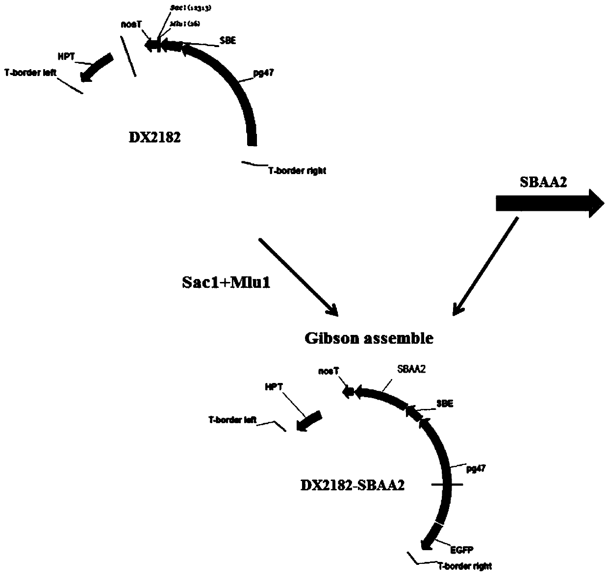 Sorghum alpha-amylase and coding gene and application thereof