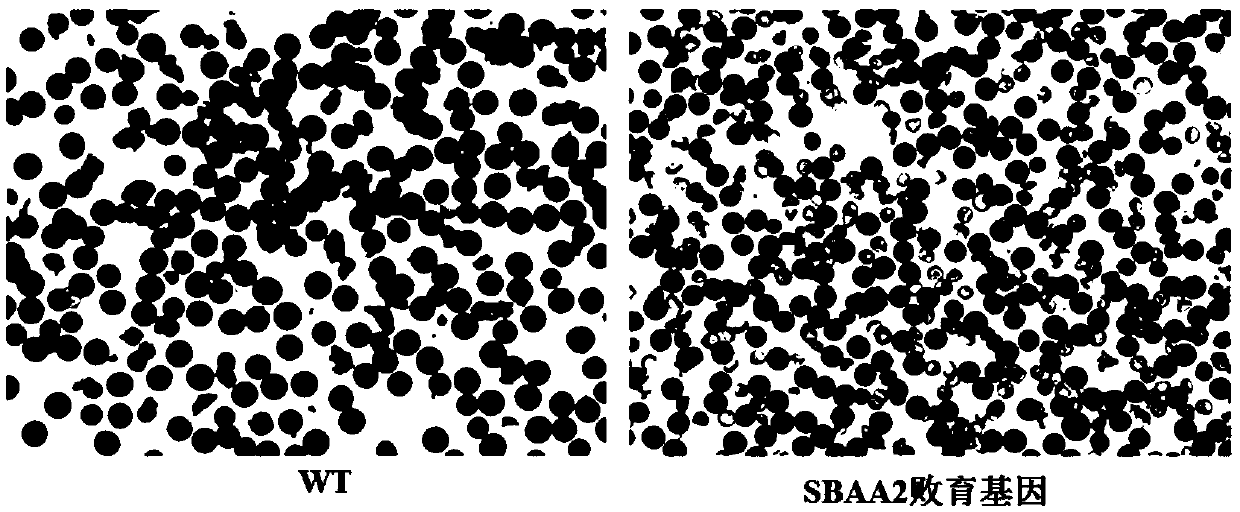 Sorghum alpha-amylase and coding gene and application thereof