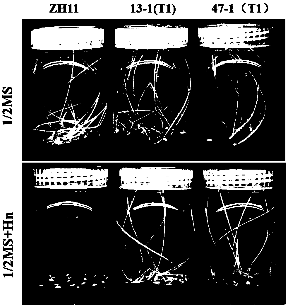 Sorghum alpha-amylase and coding gene and application thereof