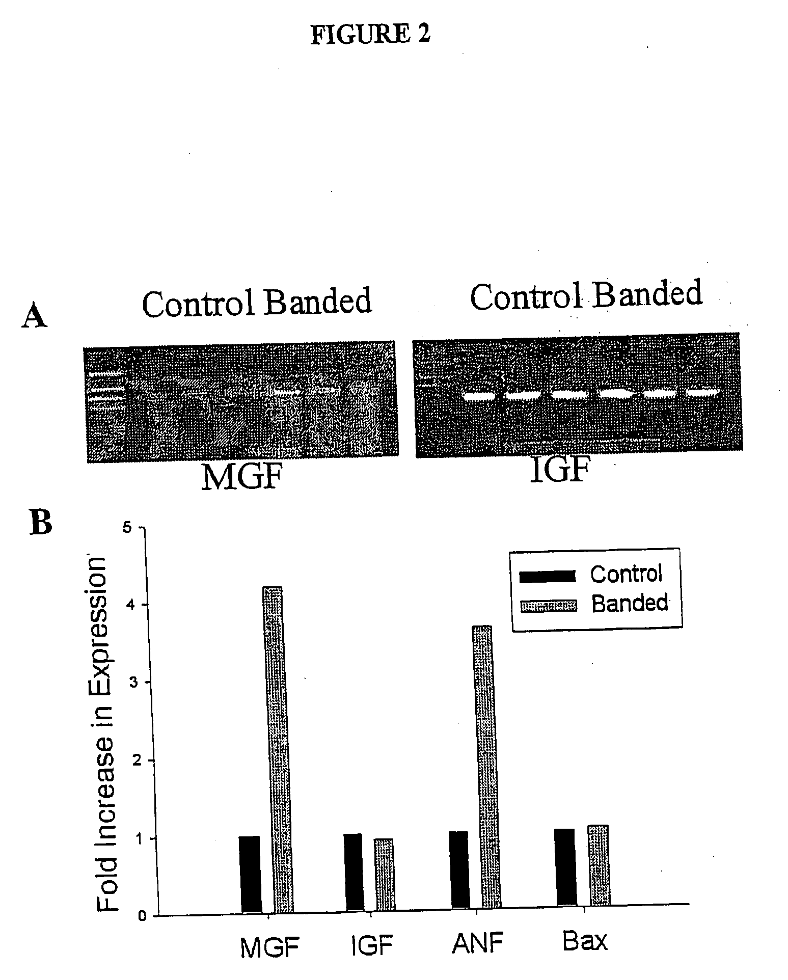 Use of the insulin-like-growth factor I splice variant MGF for the prevention of myocardial damage