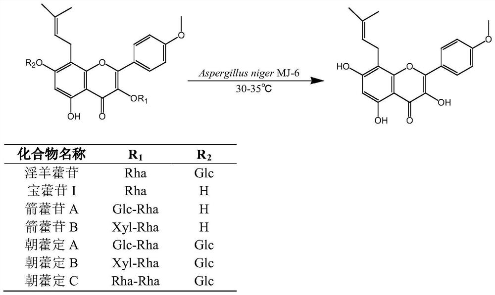 Aspergillus niger yh-6 and its application to increase the content of icariin in Epimedium