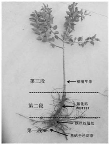 A three-stage "hanging method" rapid propagation method of apple dwarf self-rooted seedlings