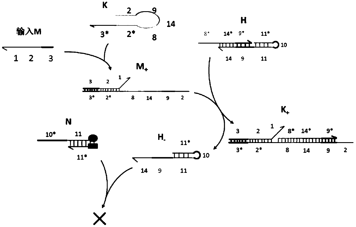 Molecular circuits of AND gate, NOT gate, XOR and half-subtractor based on DNA hairpin structure