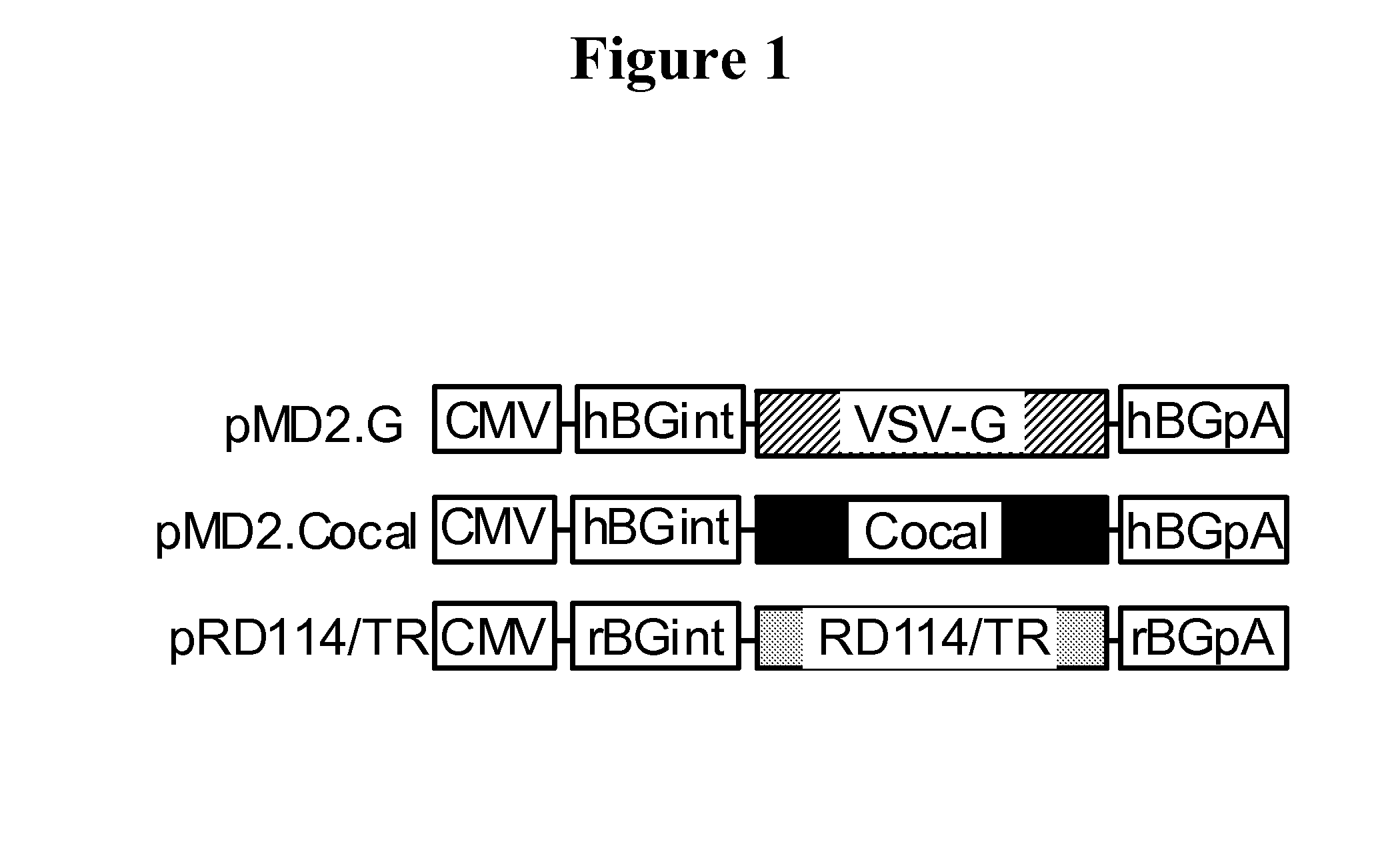 Cocal vesiculovirus envelope pseudotyped retroviral vectors