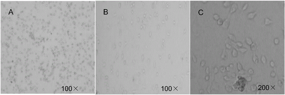 Method for carrying out isolated culture on animal embryo liver stem cells