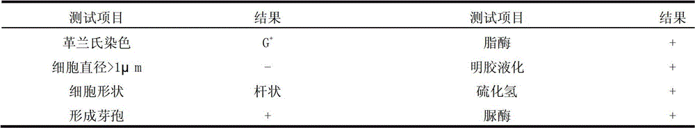 Bacillus amyloliquefaciens ba168 and its fermentation culture method and application