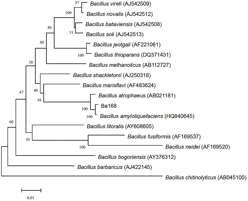 Bacillus amyloliquefaciens ba168 and its fermentation culture method and application