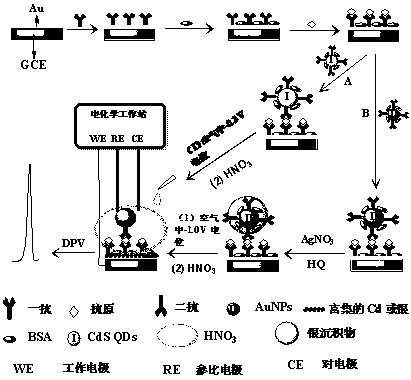 In situ anodic stripping voltammetry method based on metal labeling and bioaffinity