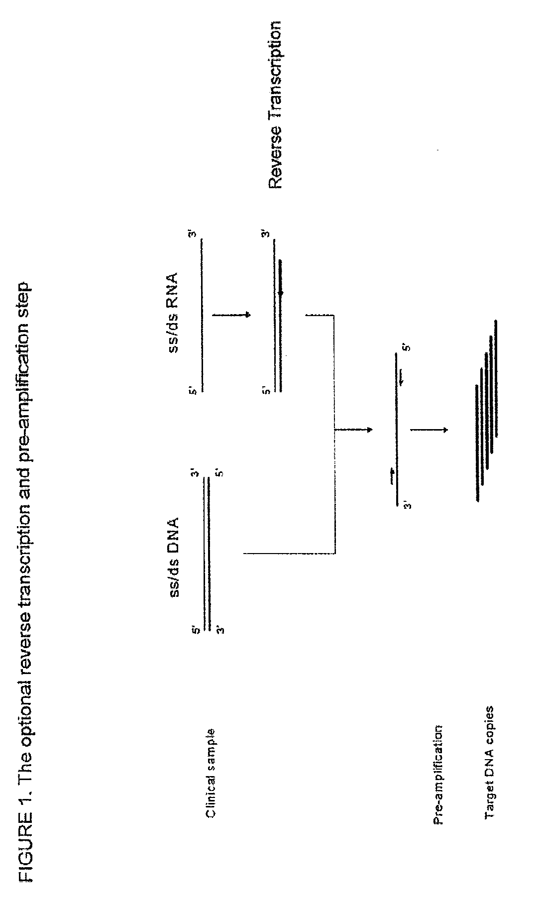 Method for the simultaneous detection of multiple nucleic acid sequences in a sample