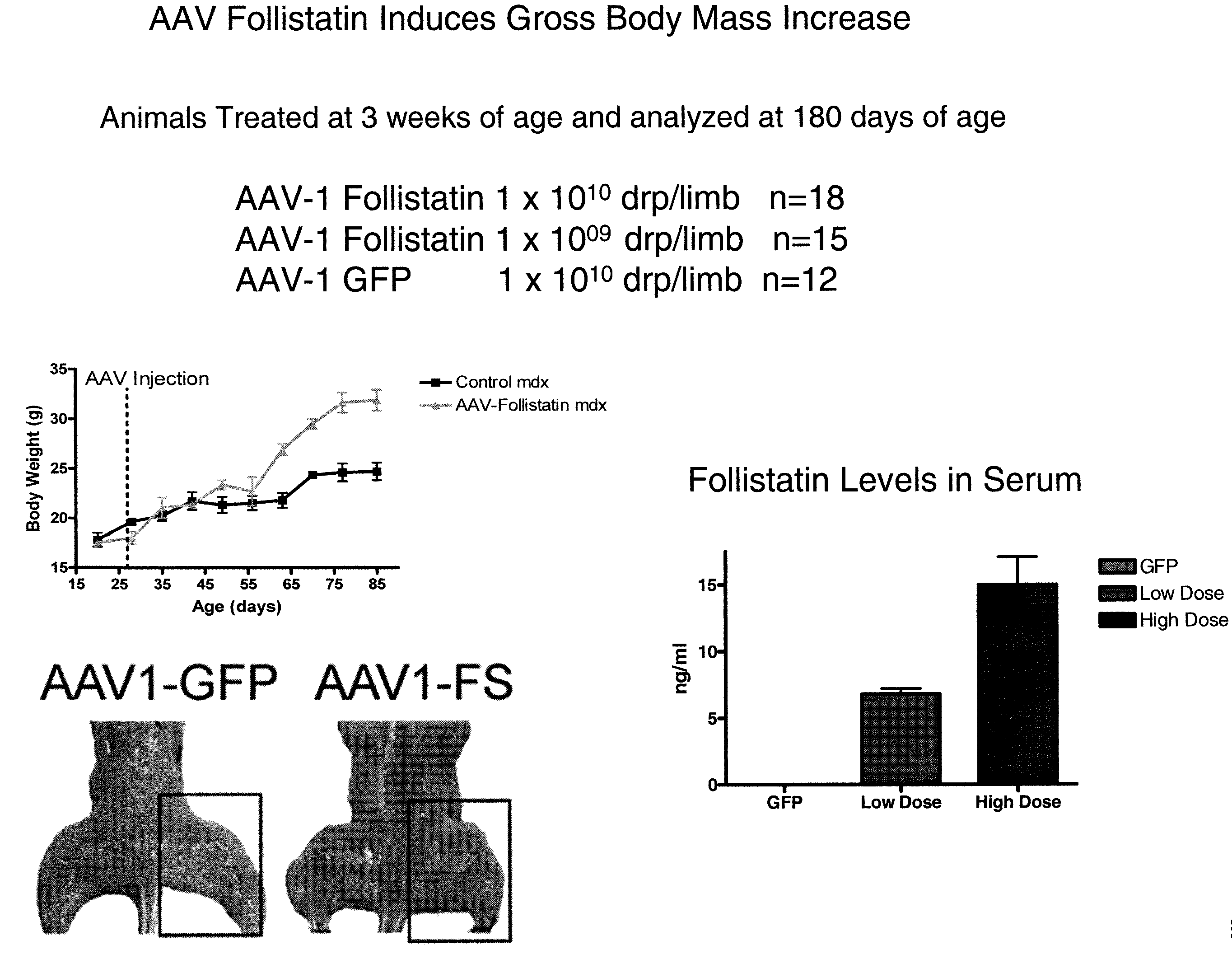 Myostatin Inhibition for Enhancing Muscle and/or Improving Muscle Function