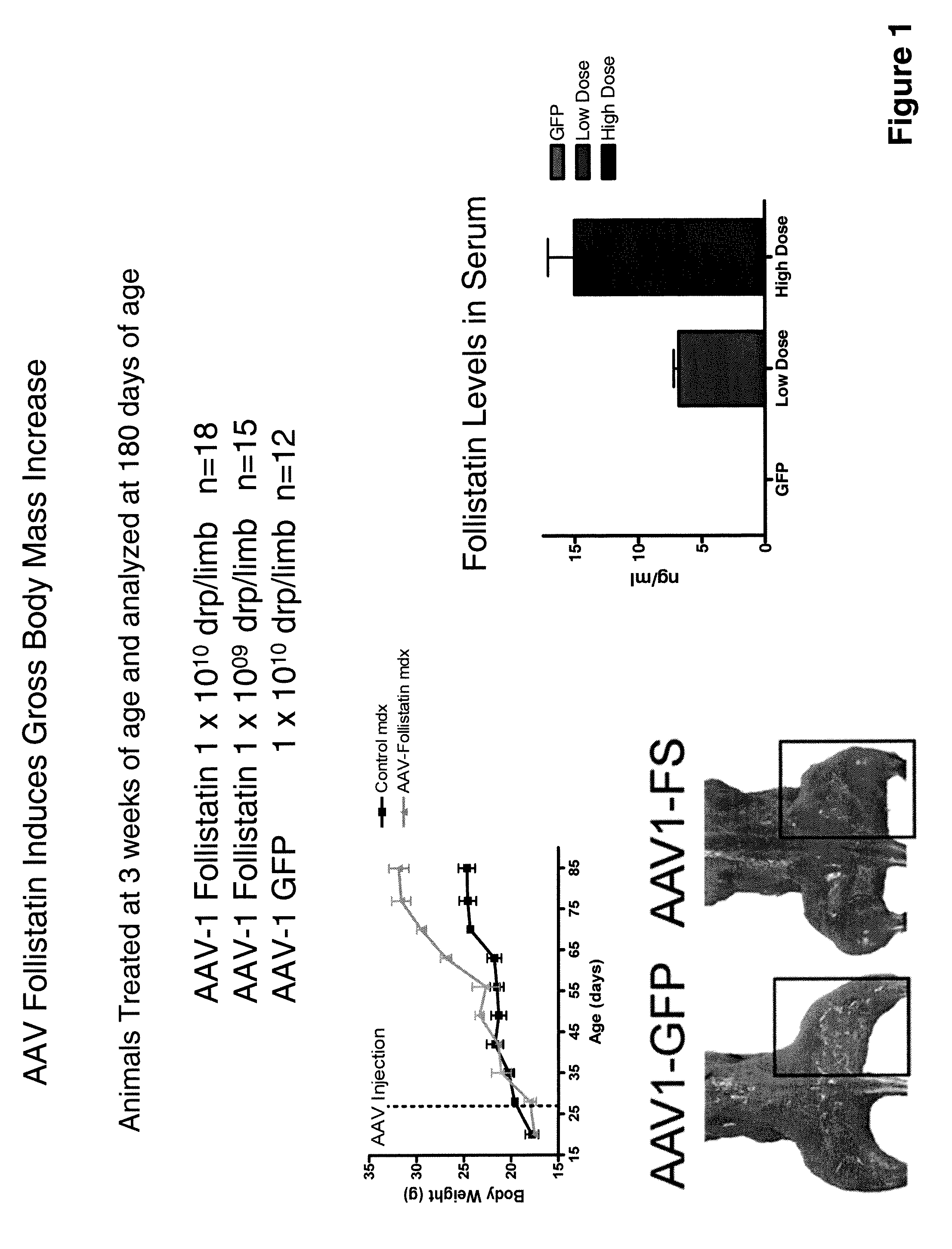 Myostatin Inhibition for Enhancing Muscle and/or Improving Muscle Function