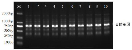 A kind of single-chain antibody targeting EGFR dimerization interface and its application