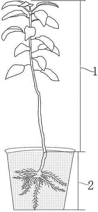 Method for making single strain-fruited apple bonsai