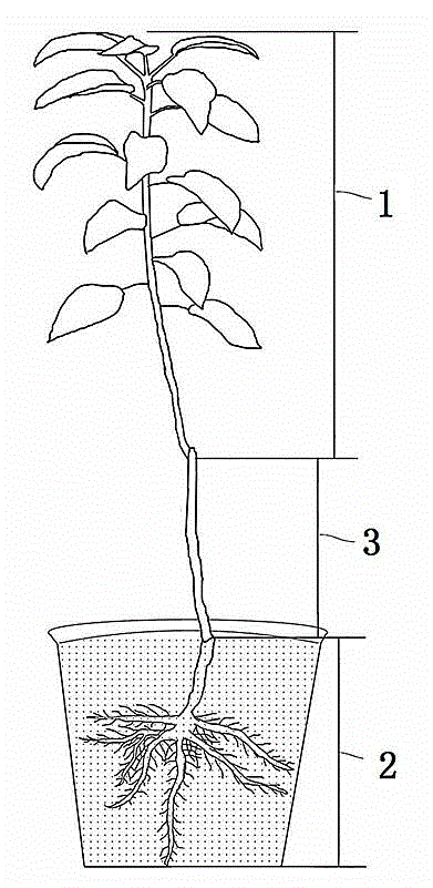 Method for making single strain-fruited apple bonsai