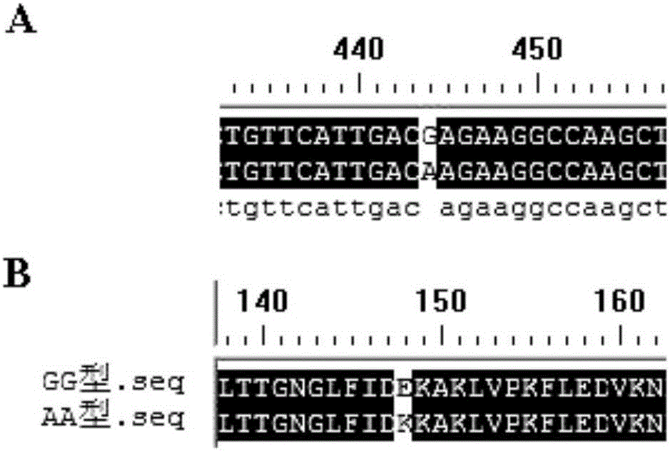 Anti-PCV (porcine circovirus) diseased pig screening SERPINA1 molecular marker breeding method and application thereof