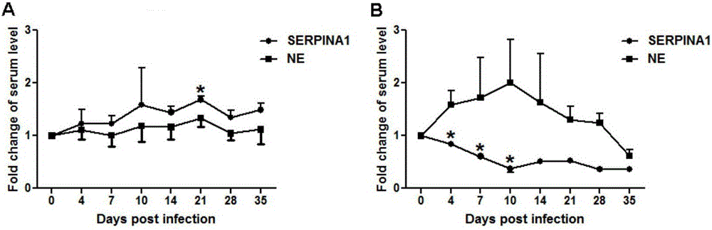 Anti-PCV (porcine circovirus) diseased pig screening SERPINA1 molecular marker breeding method and application thereof