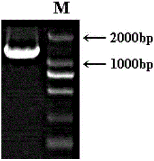 Anti-PCV (porcine circovirus) diseased pig screening SERPINA1 molecular marker breeding method and application thereof