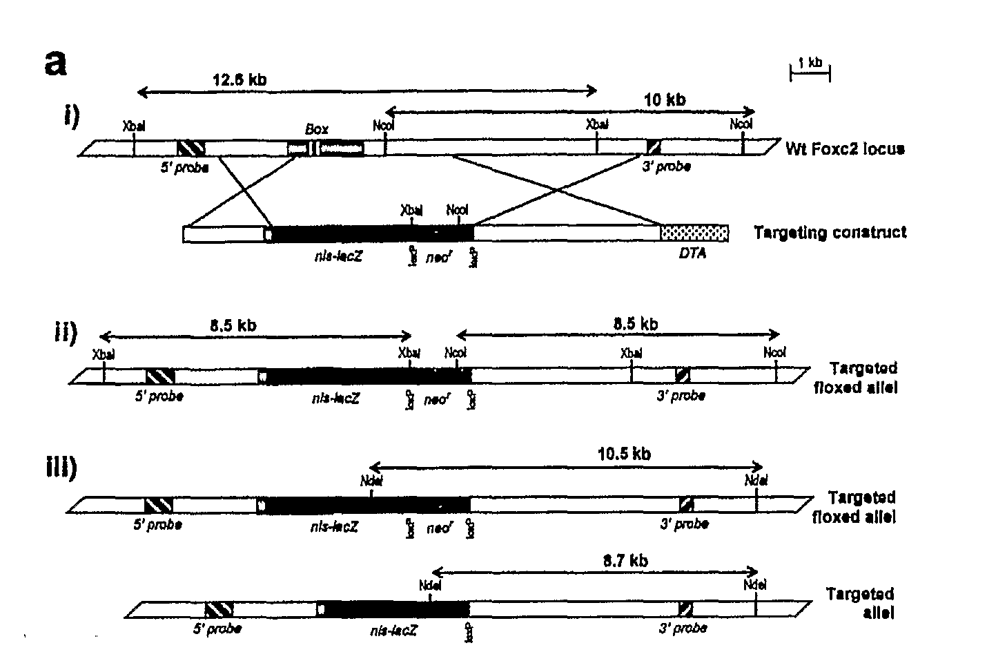 Method For Monitoring the Effect of Compounds on Foxc2 Expression