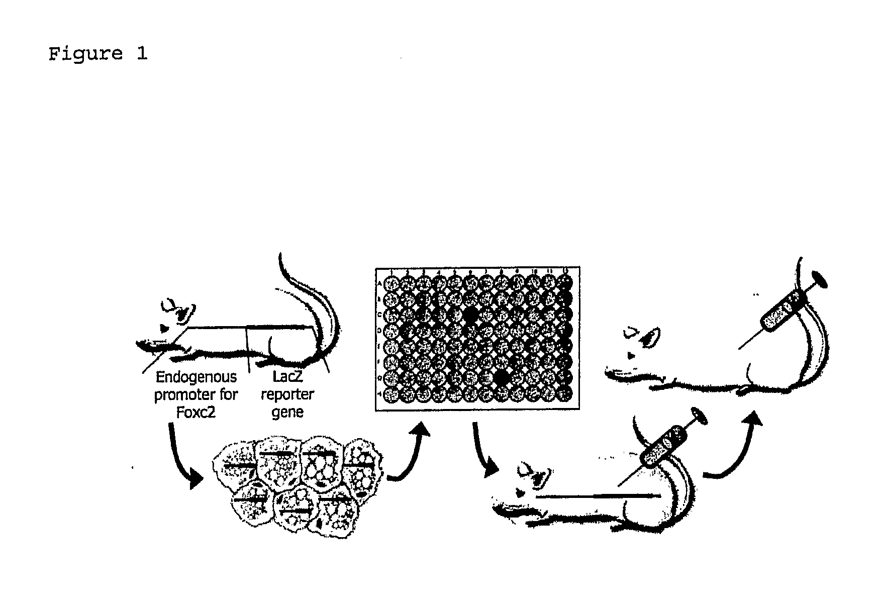 Method For Monitoring the Effect of Compounds on Foxc2 Expression