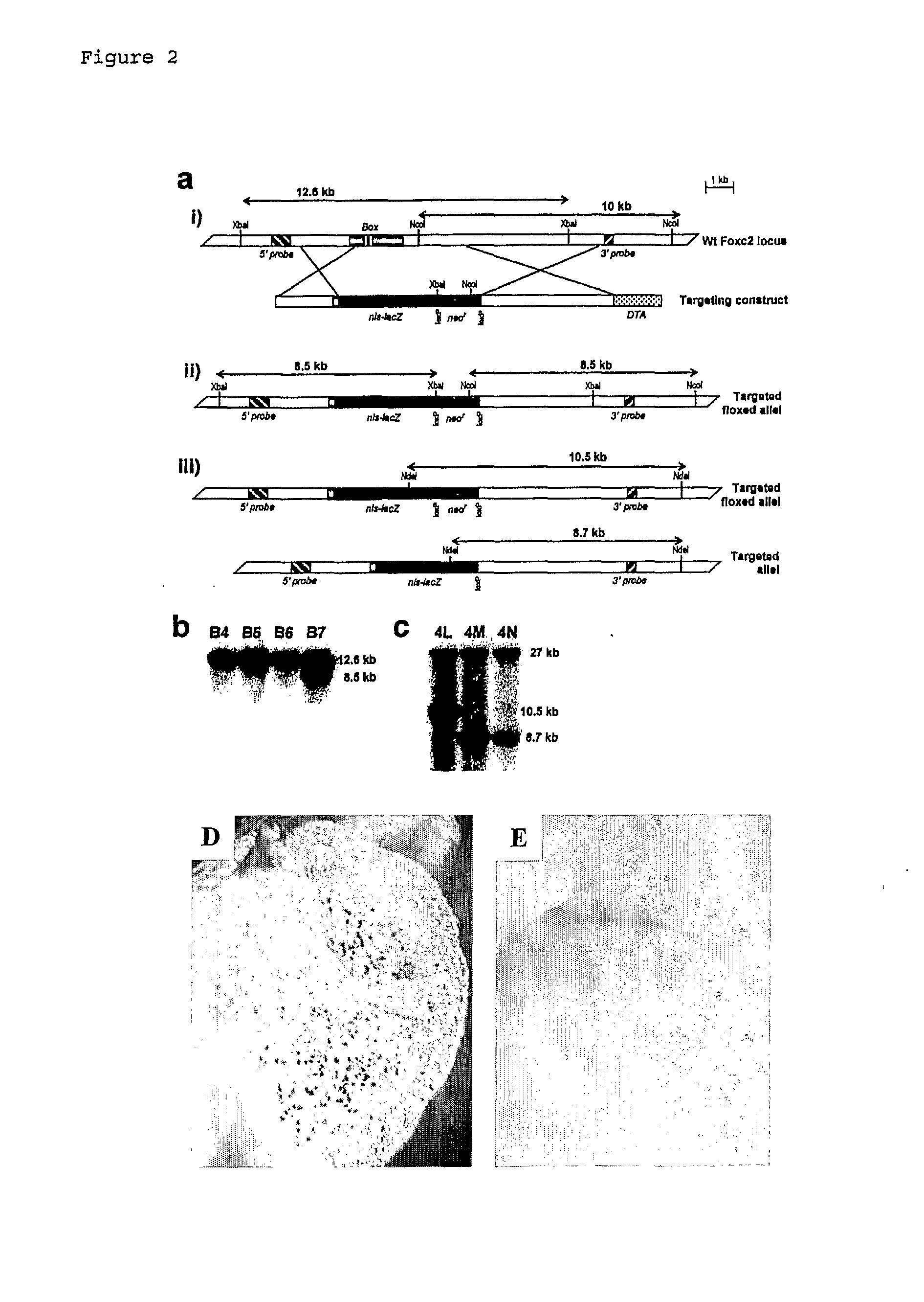 Method For Monitoring the Effect of Compounds on Foxc2 Expression